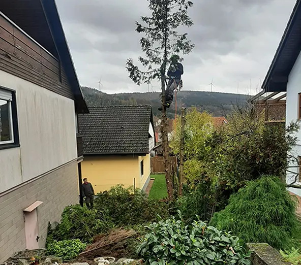 Baumfällung auf engstem Raum